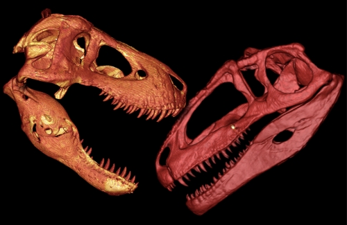 Tyrannosaurus vs Giganotosaurus